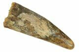 Fossil Pterosaur (Siroccopteryx) Tooth - Morocco #248932-1